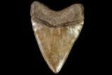 Serrated, Fossil Megalodon Tooth - Georgia #111902-2